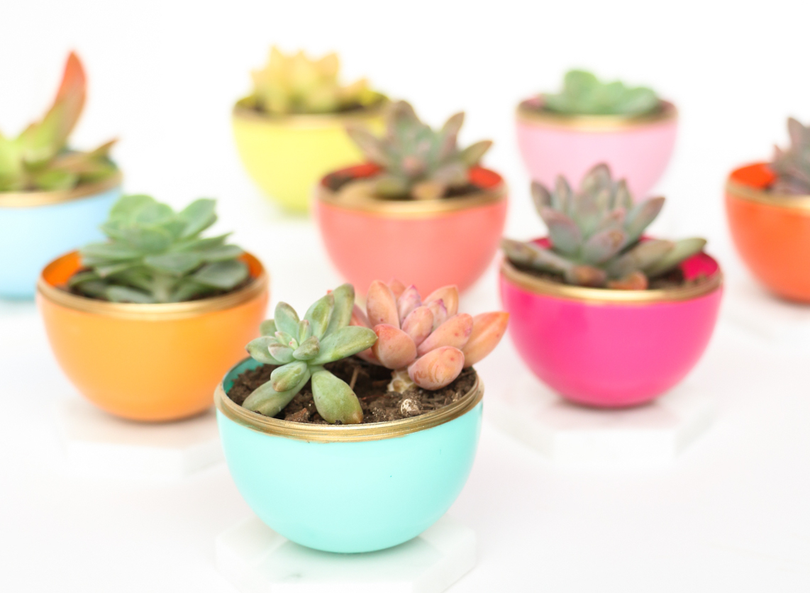 Succulents in festive bowls