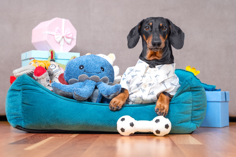 A dog in a collared button shirt lays in a blue plush bed surrounded by plush and squeaky toys
